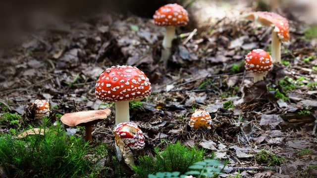 Jamur toadstool. Foto: stux from Pixabay