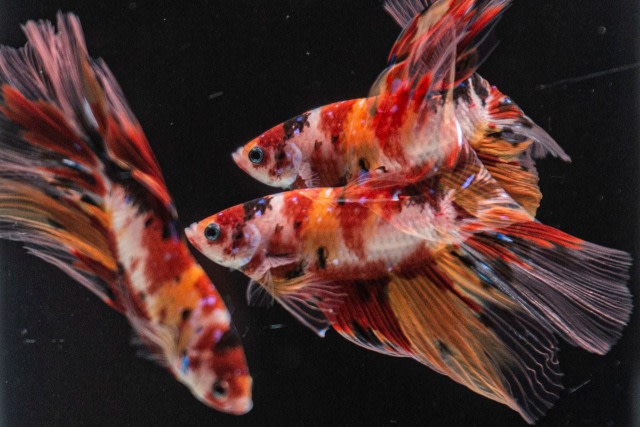 Foto multiple eksposur seekor ikan cupang jenis halfmoon berenang di aquarium milik peternak Tiano Morello di Bogor. Foto: Aditya Pradana Putra/ANTARA FOTO