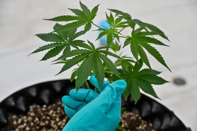 Ilustrasi ganja. Foto: Mladen Antonov/AFP