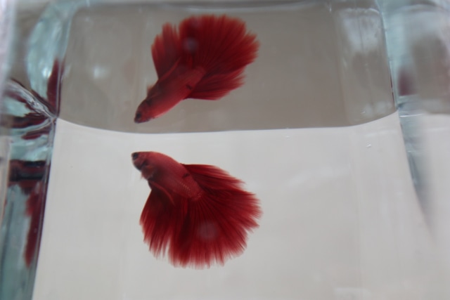 Ikan cupang. Foto: Ben