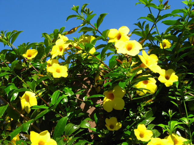 Bunga alamanda (Allamanda cathartica). Foto: mauroguanandi via Wikimedia Commons (CC BY 2.0)