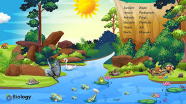 Ilustrasi Ekosistem. Sumber: Biologyonline.com