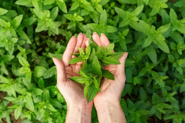 5 Manfaat Daun Mint untuk Kesehatan dan Kecantikan Perempuan. Foto: Dok. Freepik