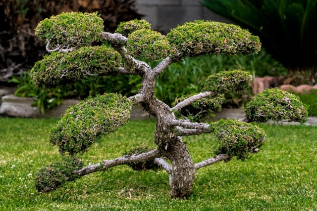 Pohon bonsai. Foto: pixaoppa from Pixabay