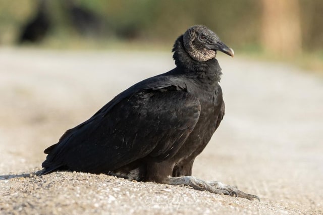 Burung pemakan bangkai Foto: Instagram
