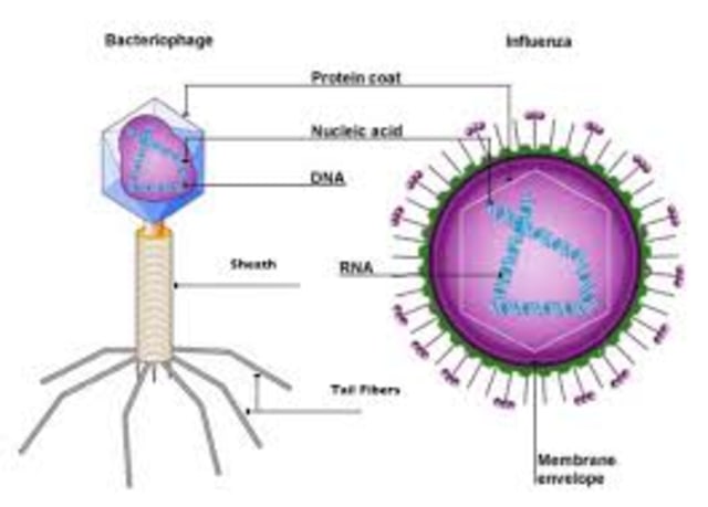 Struktur Virus. Sumber: 3ubiostudyguide.weebly.com