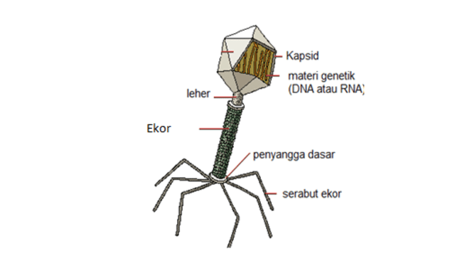 Struktur virus. Foto: Ruangbelajar