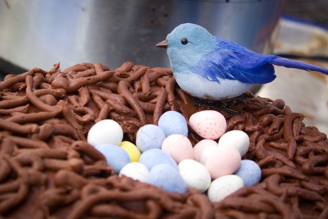 Burung sebagai salah satu contoh hewan yang berkembang biak dengan cara ovipar. Foto: Pixabay