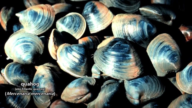 Quahog. Foto: Youtube .dok/Animal Fact Files