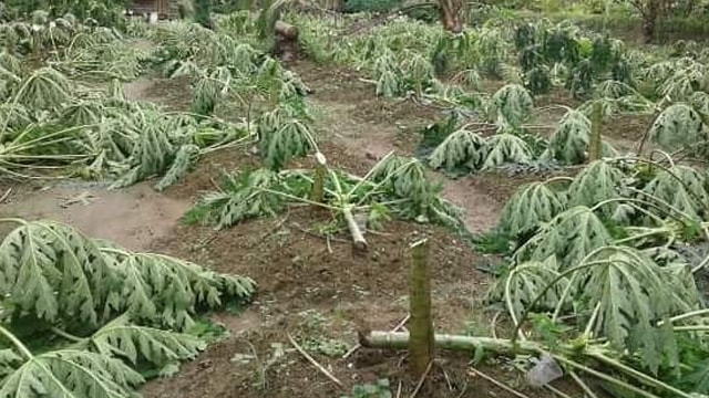 Pohon pepaya ditebang orang tak dikenal. (Foto: @ndorobeii/Instagram)