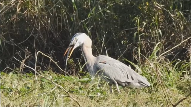 Burung bangau biru besar (great blue heron) yang sedang berusaha menelan aligator. Foto: Shellie Gilliam via Facebook
