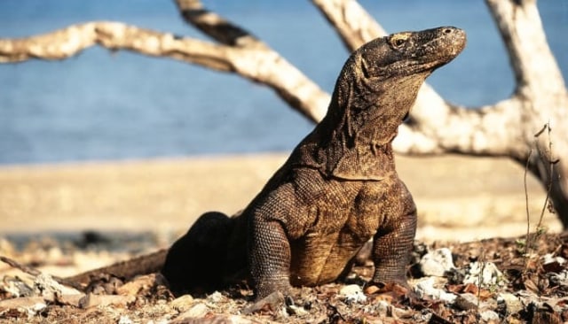 Foto: Komodo. Sumber: istimewa. 