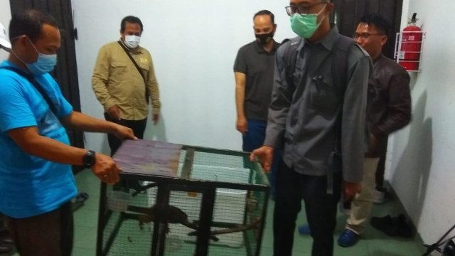 BINATANG dilindungi Kukang selama ini dipelihara Kapolres Pelalawan, AKBP Indra Wijatmiko, dibawa petugas BBKSDA Riau dari kediamannya di Pangkalan Kerinci, Jumat (11/12/2020).