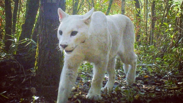 Puma putih di Serra dos Órgãos National Park, Brasil. Foto: Instituto Chico Mendes de Conservação da Biodiversidade (ICMBio)