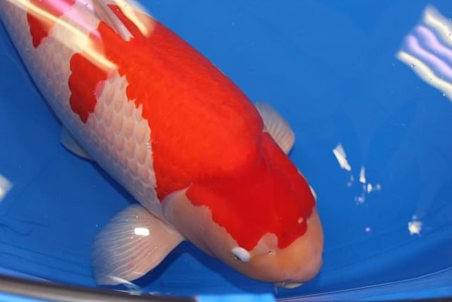 Ikan Koi Ini Laku Rp 25 Miliar, Kenapa Bisa Mahal Banget? | kumparan.com