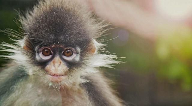 ﻿Kekah Natuna (Presbytis Natunae). Foto: Giry Prasetyo/kepripedia.com