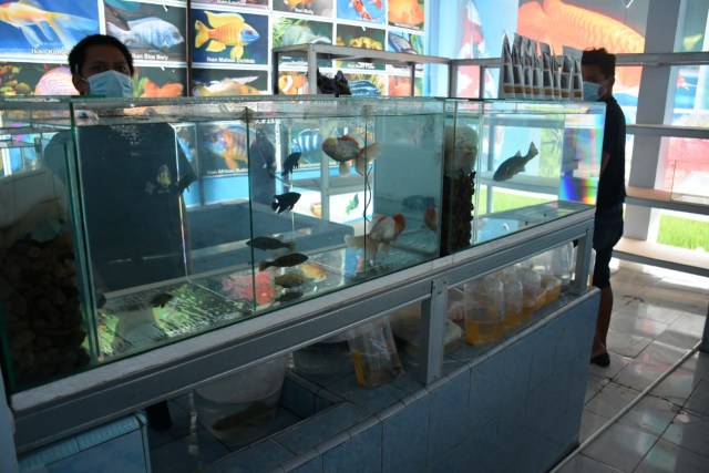 Tampak sejumlah ikan hias yang dipajang di Pasar Induk Ikan HIas Kabupaten Kuningan. (Ciremaitoday)