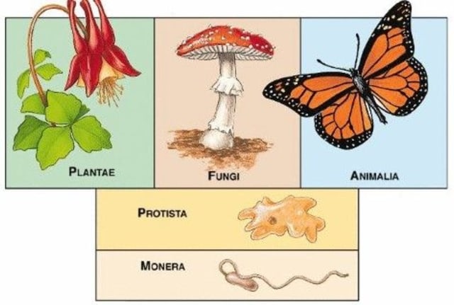 Jenis-Jenis Protista, Foto: Dok. pinterest.com