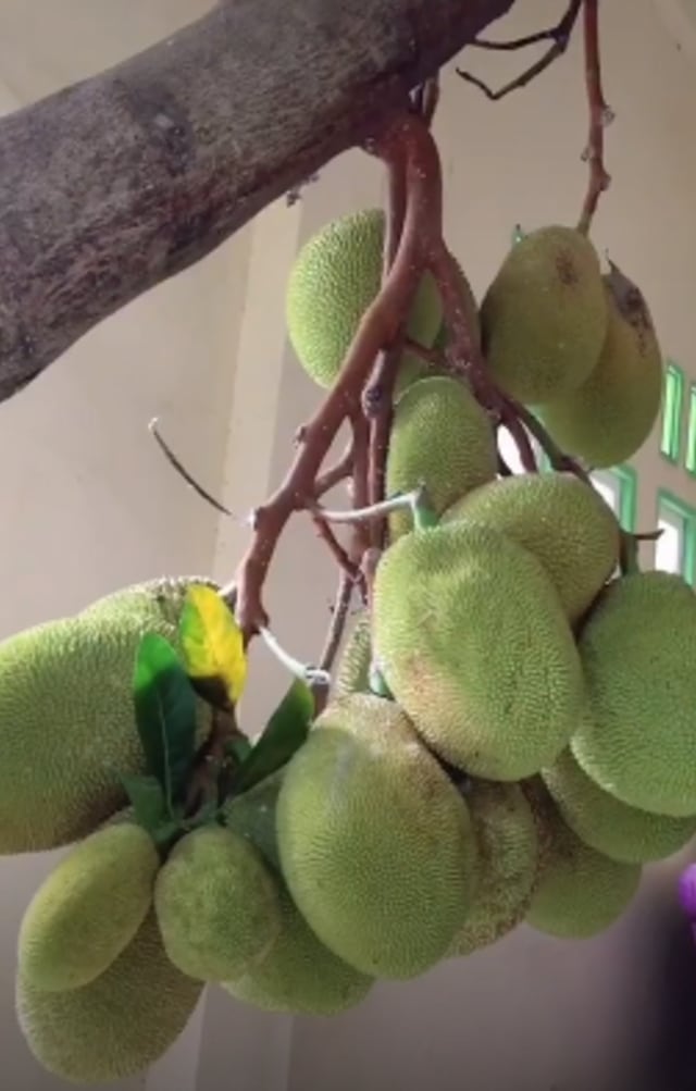 Pohon nangka tumbuh dalam rumah yang berlokasi di Desa Sungai Ketapi, Kalimantan Selatan. Foto: TikTok @ardiners1
