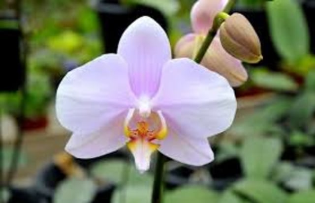 Contoh flora endemik Indonesia, anggrek bulan. Sumber: Steemit