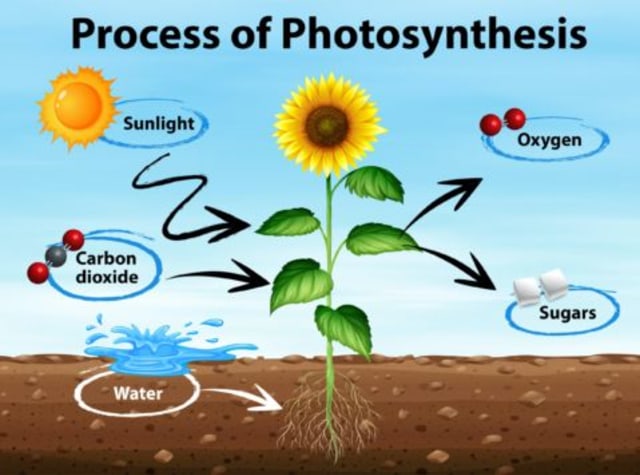Ilustrasi Fotosintesis pada Tumbuhan, Foto: Dok. science-sparks.com