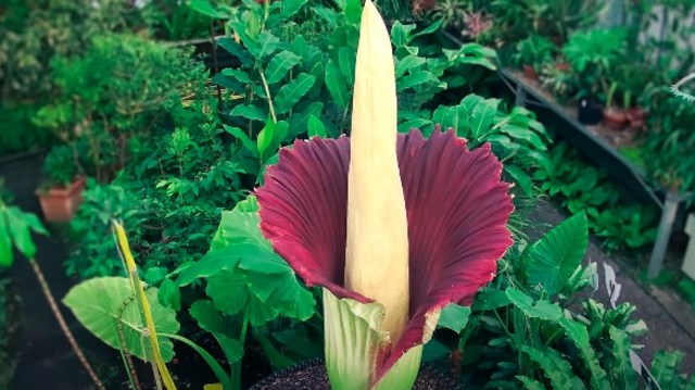 Amorphophallus titanum yang sedang mekar di Kebun Raya Edinburgh. Foto: Youtube .dok/Duncan Reddish