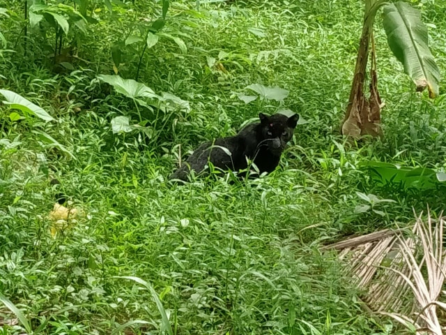 Ilustrasi macan kumbang. Foto: Dok. Istimewa