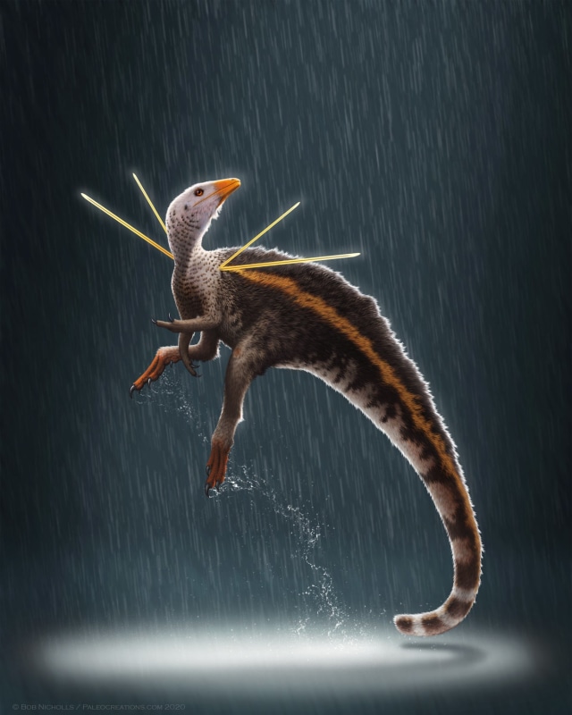Ubirajara Jubatus, dinosaurus sebesar ayam. Foto: Bob Nicholls/Paleocreations.com