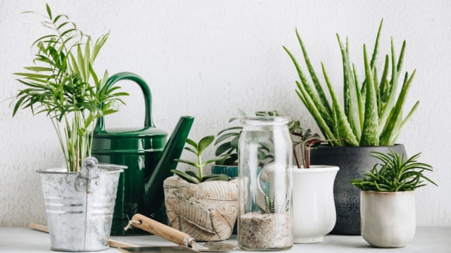 Ilustrasi tanaman hias. Foto: Shutter Stock
