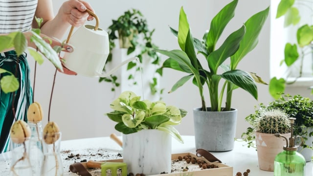 Manfaat Susu Untuk Tanaman. Foto: Shutter Stock
