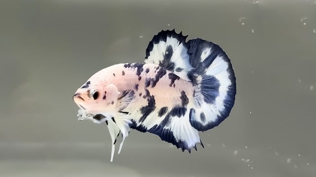 Ikan cupang. Foto: Dok. cupangindonesiaofficial