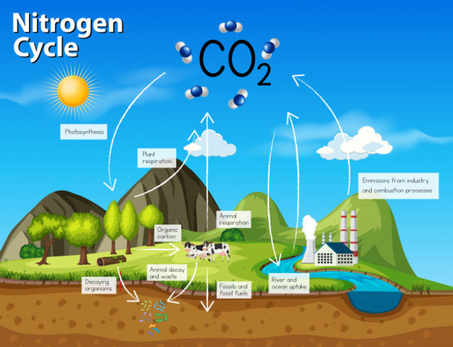 Ilustrasi Daur Nitrogen. Foto: Freepik.com