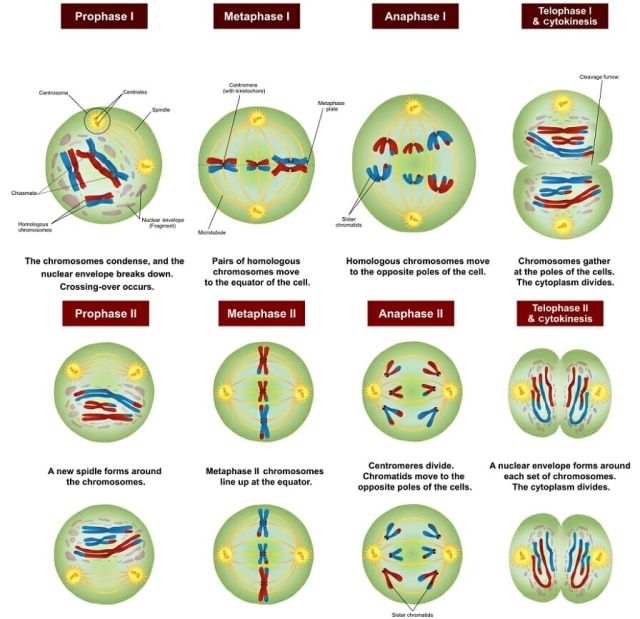 Pembelahan Meiosis Foto: dok Biology dictionary