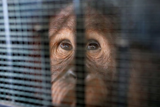 Salah satu orang utan yang disita dari perbatasan Thailand-Malaysia 3 tahun lalu di bandara di Bangkok, Thailand. Foto: Soe Zeya Tun/Reuters