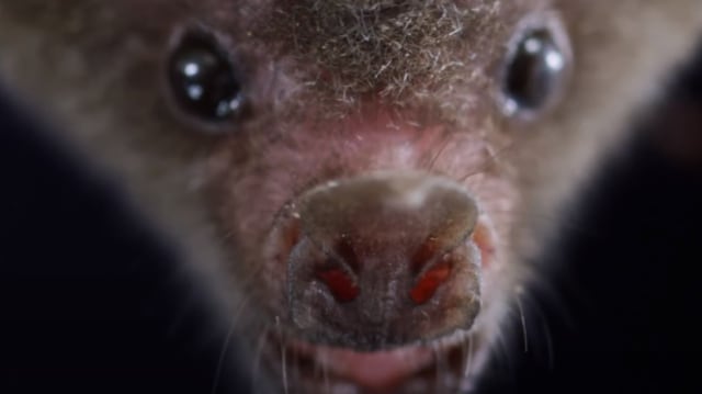 Kelelawar hidung panjang merupakan salah satu dari sedikit spesies yang dapat bertindak sebagai hewan penyerbuk. Foto: Youtube .dok/Nat Geo WILD