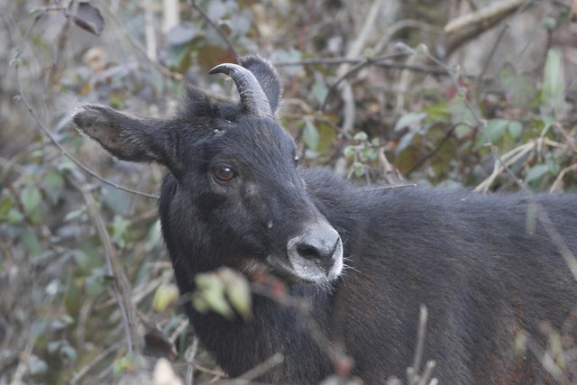 Spesies kambing hutan Himalaya yang difoto selama perjalanan fotografi satwa liar GoingWild di Suaka Margasatwa Pangolakha di East Sikkim, Sikkim di India pada 13 Februari 2016. Foto: Dibyendu Ash via Wikimedia Commons (CC BY SA 3.0)
