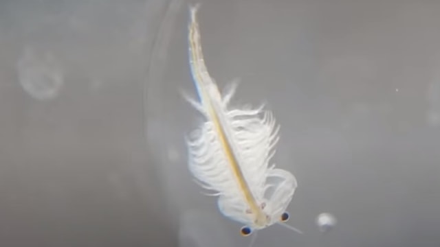 Monyet Laut. Foto: Youtube .dok/Super Sea Monkey