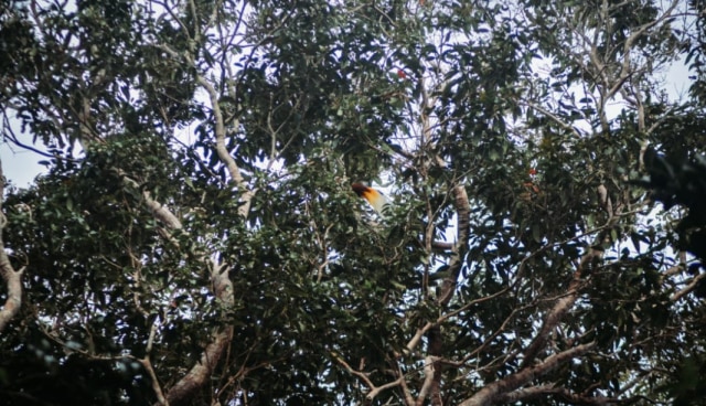 Burung Cenderawasih yang terlihat di hutan Tablasupa, Kabupaten Jayapura. (Bumipapua.com/Liza Indriyani)
