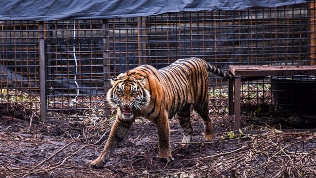 Harimau sumatera Corina berada di kandang habituasi dalam proses pelepasliaran di kawasan Restorasi Ekosistem Riau (RER), Provinsi Riau, Sabtu (19/12).  Foto: FB Anggoro/ANTARA FOTO