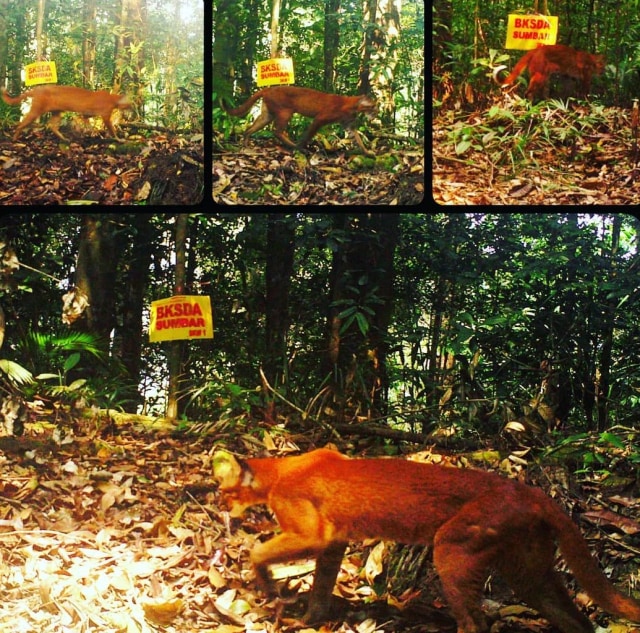 Kucing emas yang terekam kamera BKSDA Sumbar. Foto: Instagram/@bksda sumbar 