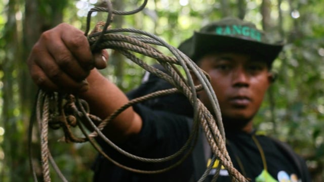 Ranger memperlihatkan jerat satwa liar yang ditemukan di Hutan Leuser. Foto: Habil Razali/acehkini