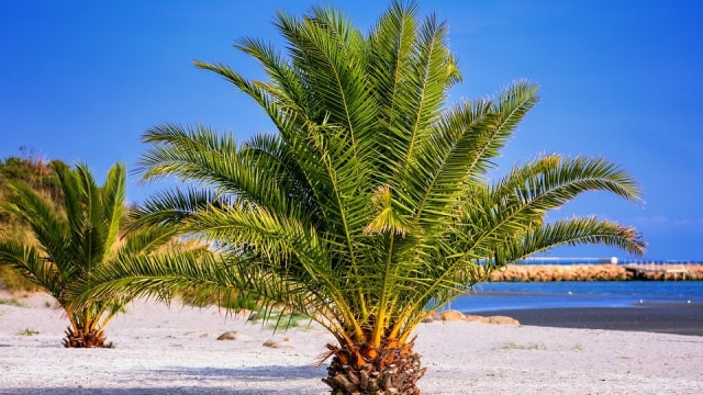 Pohon palem. Foto: fotoblend from Pixabay