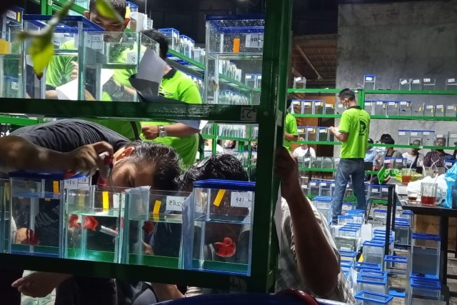 Kontes ikan cupang di Banda Aceh. Foto: Kiriman Edo