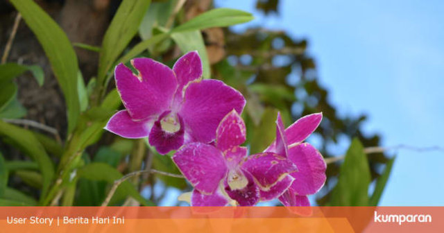 Bunga Anggrek, Foto: Dok. Kumparan