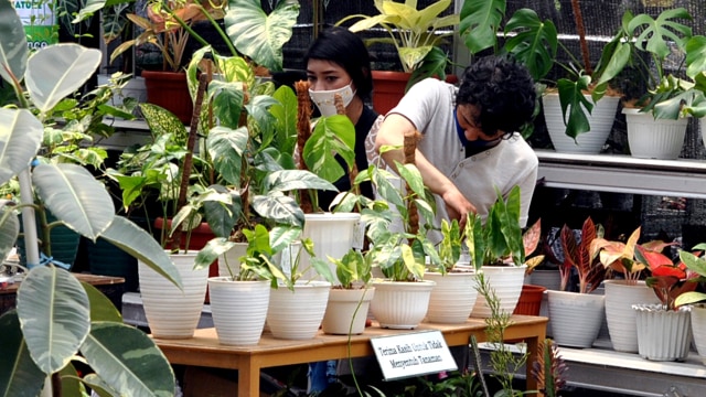Ilustrasi Tanaman. Foto: Arif Firmansyah/ANTARA FOTO