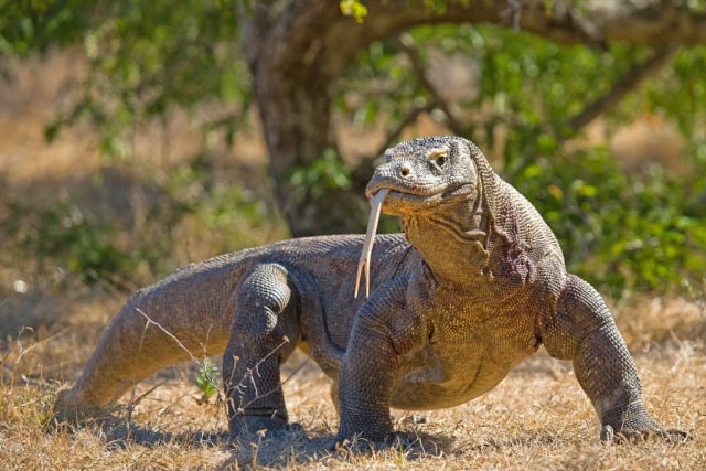 Komodo, Fauna Endemik Indonesia yang Perlu Dilestarikan Foto: dok Nomad Paradise