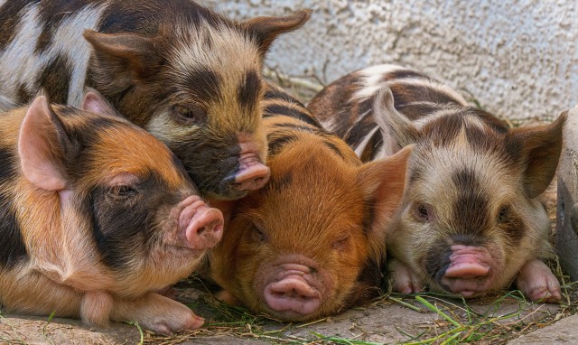 Ilustrasi babi. Foto: Pixabay