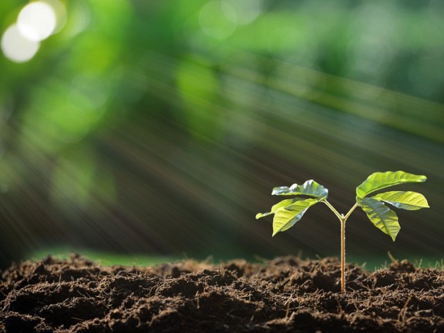 Fotosintesis Tumbuhan, Foto: Dok.natgeotimes