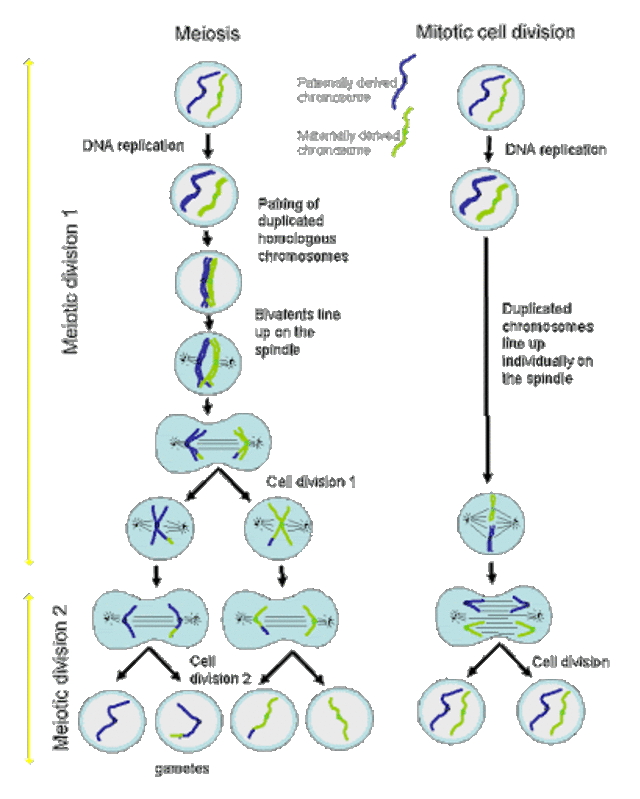 Tahapan Meiosis dan Mitosis. Sumber: Histology.leeds.ac.uk