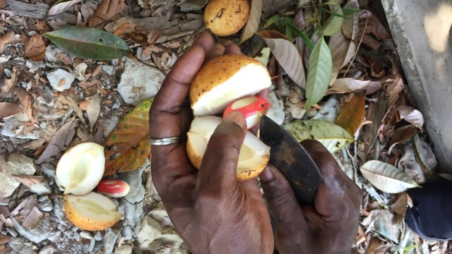 Pala di Fakfak, Papua Barat. Foto: Agaton Kenshanahan/kumparan